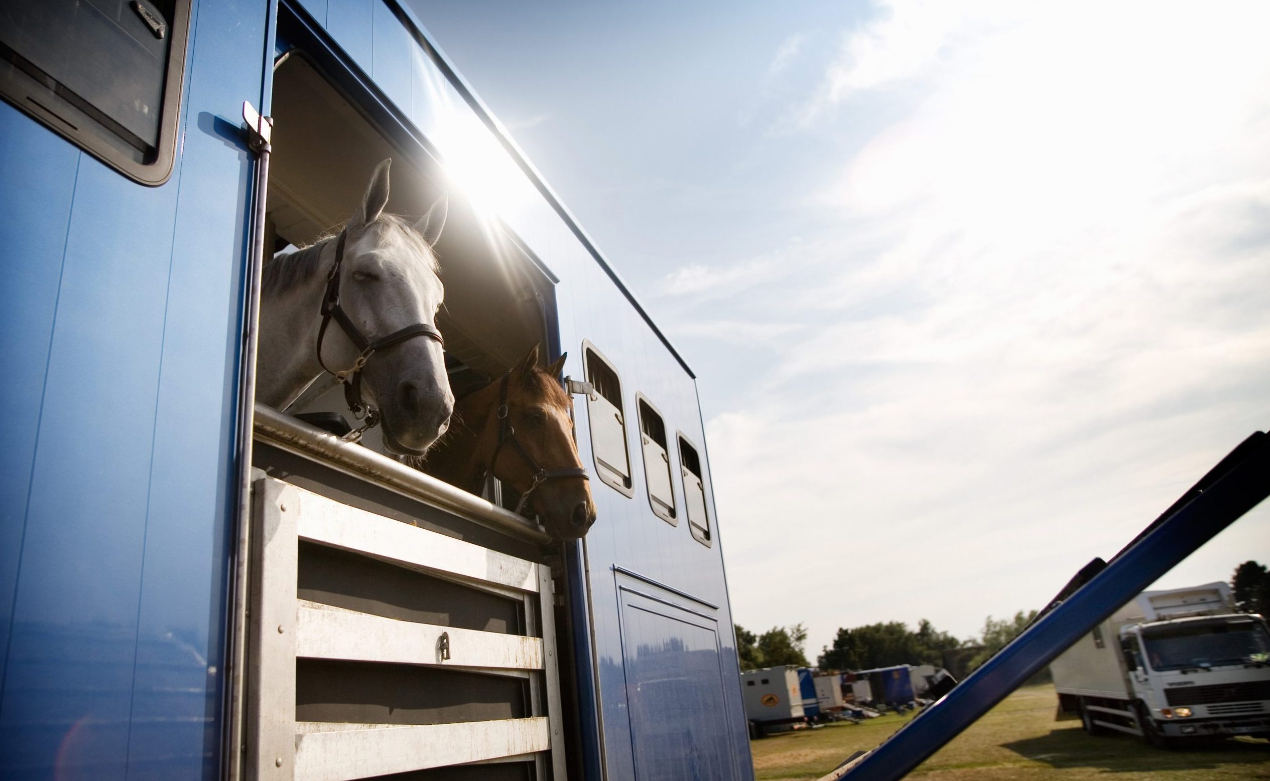 Hobusega reisimine või ürituse korraldamine – mida pead teadma?