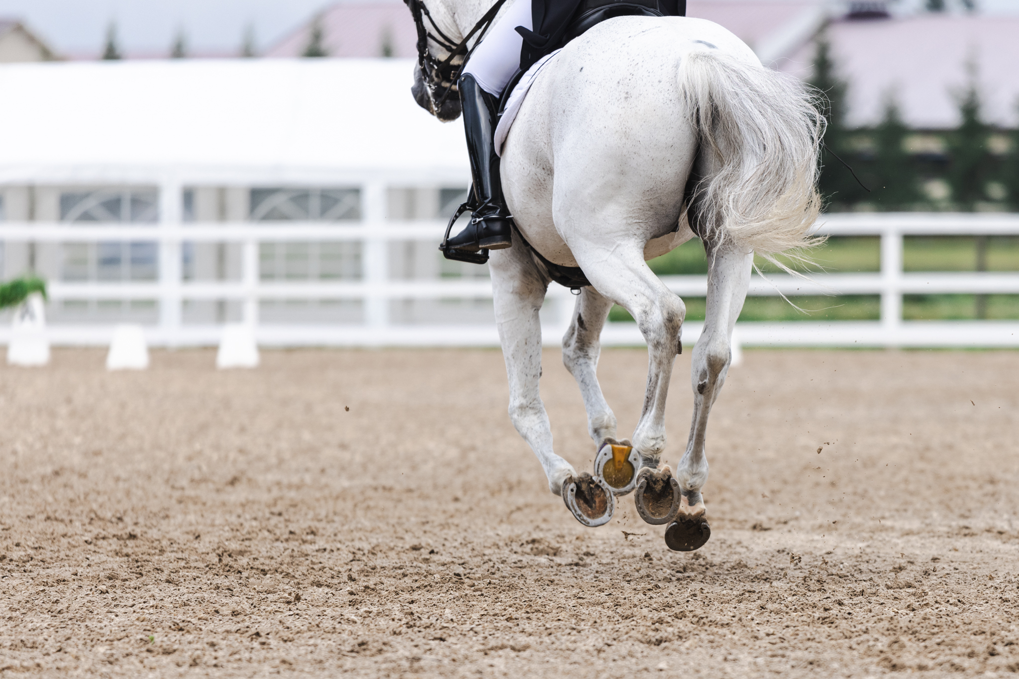 Kauaoodatud FEI koolisõidu huvigruppide koosolekul, mis toimus 1. oktoobril FEI peakorteris Lausanne’is (SUI), kinnitasid spordi eksperdid ja esindajad koolisõi