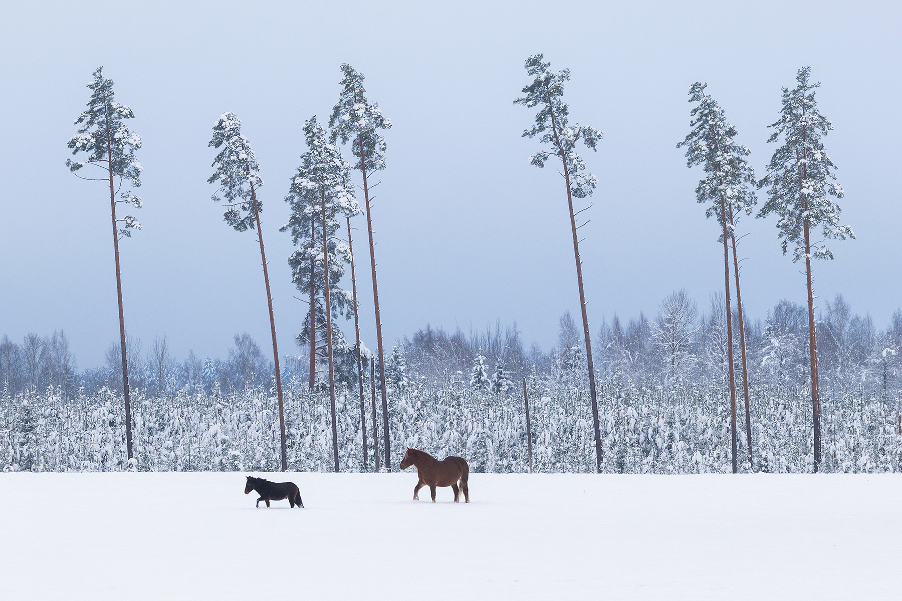 17 aastat hulkuvaid hobuseid. Kuidas toimus metsikute hobuste päästmine?