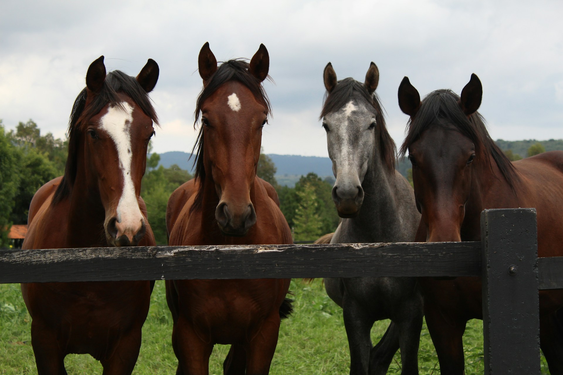 Värske Rootsi Põllumajandusülikooli (SLU) uuring (“Frequency and nature of health issues among horses housed in an active open barn compared to single boxes—A f