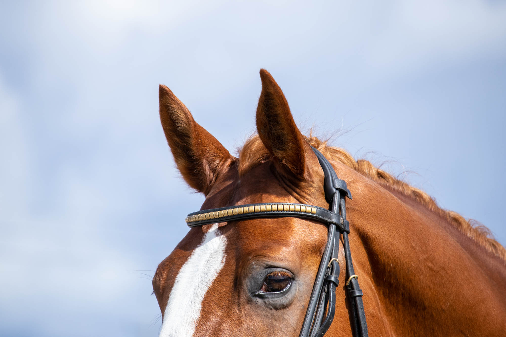 Soome ratsaspordi kogukonnas on puhkenud ulatuslik arutelu alaliidu juhtimise vastu. Mitmed ratsanikud, ettevõtjad ja ratsaklubide esindajad on esitanud avaldus