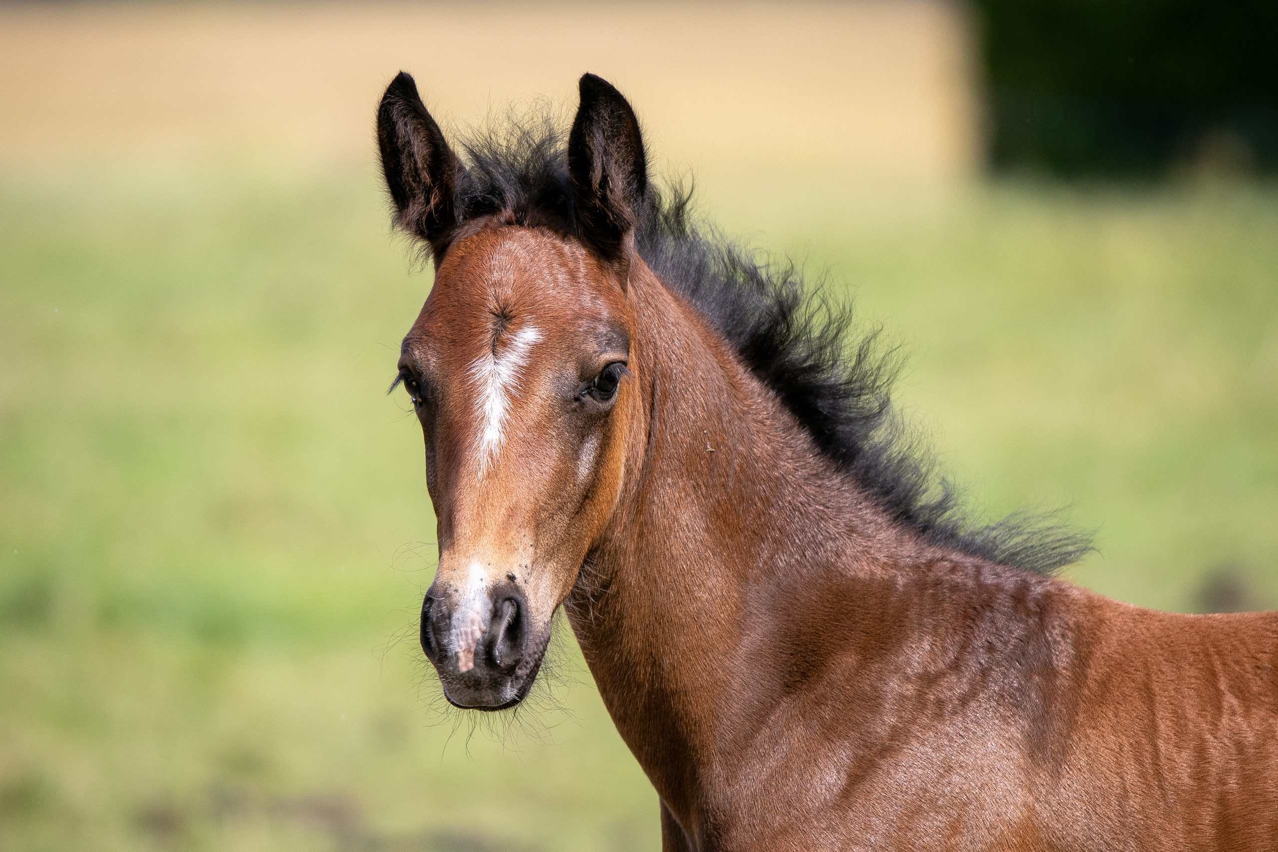 Aprilli alguses toimub Niitvälja tallides traditsiooniline ESHKS-i Täkkude Päev. Selle valguses on paslik heita pilk 2025. aasta varssade põlvnemistele.  2025. 